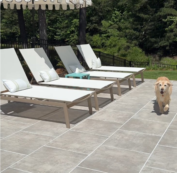 Gray MSI porcelain pool deck pavers with lounge chairs and a golden retriever